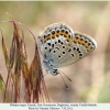 plebejus argus ciscasucasia female1